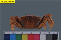 藏品(萬歲大眼蟹)的圖片